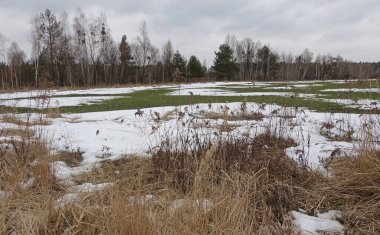 Tarlalarda eriyen karlar çimenleri çıplak bıraktı.