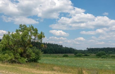 Bir yaz günü orman ve tarlaların manzarası
