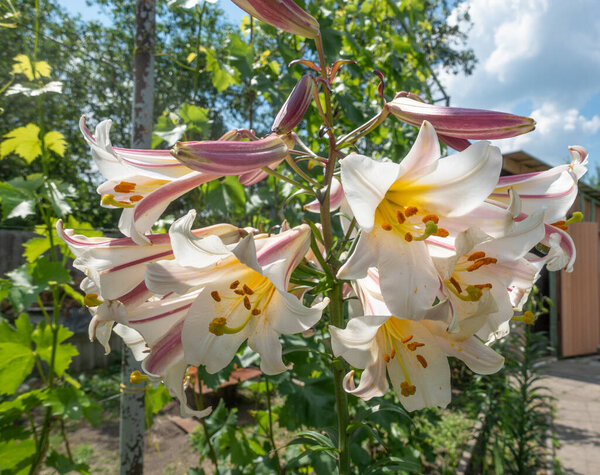 Beautiful multi-flowered lily growing in the garden in summer
