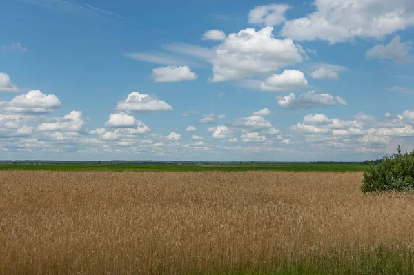 Bir yaz gününde buğday tarlasında süzülen bulutlar