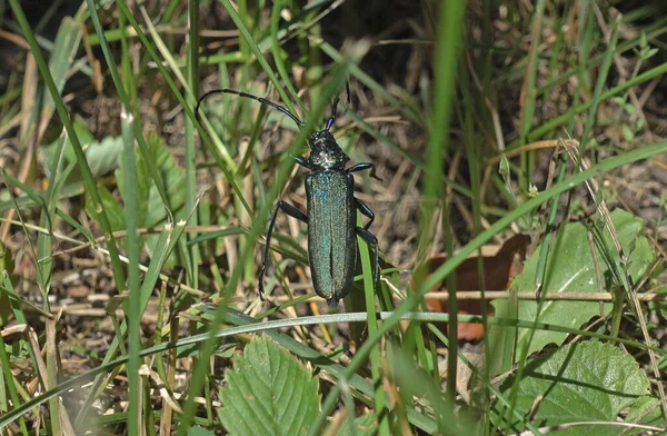 Bronze Green Beetle Musk Barbel Climbs Grass — Φωτογραφία Αρχείου