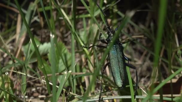 Bronze Green Beetle Musk Barbel Climbs Grass — Vídeo de Stock