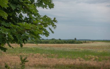 Çayırda sakin bir yaz akşamı