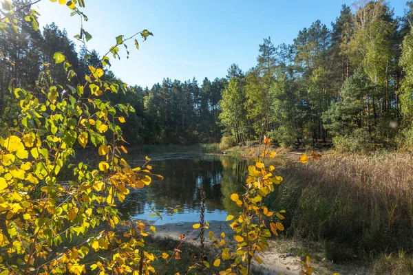 Lesní Jezero Slunečného Podzimního Dne — Stock fotografie