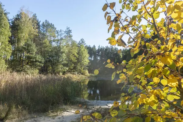 Podzimní Žlutý Strom Pozadí Lesa Jezera Slunečného Počasí — Stock fotografie