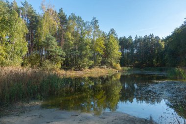 Güneşli bir günde bir orman gölü manzarası