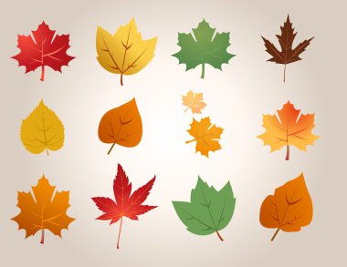 Maple leafs illustration