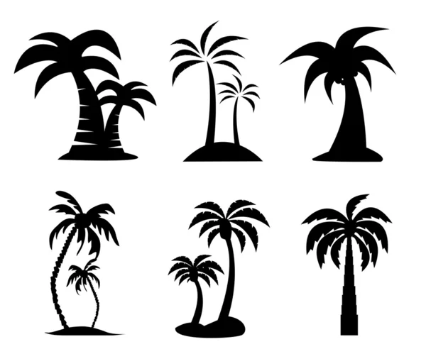 棕榈树图像 — 图库照片