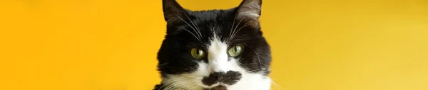 黄色の背景に黒と白のかわいい猫の肖像画 ウェブバナー 碑文や広告のための無料スペース — ストック写真