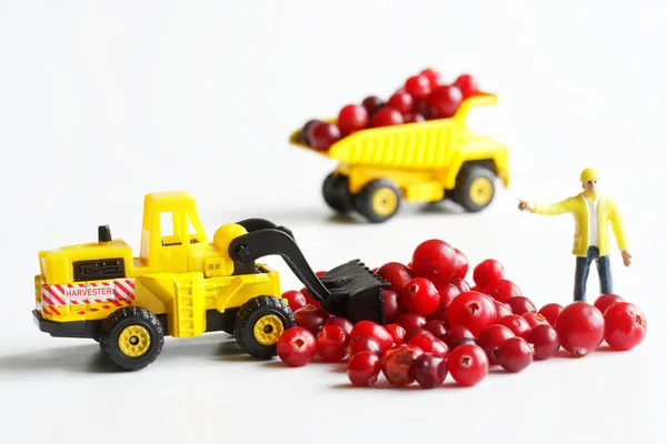 Colheita Transporte Colheita Cranberries Usando Uma Empilhadeira Brinquedo Caminhão Basculante — Fotografia de Stock