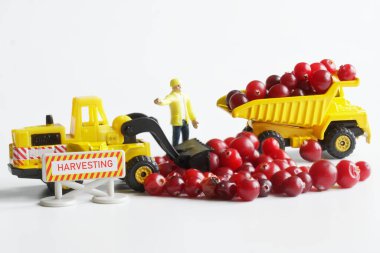 Oyuncak bir çöp kamyonu ve forklift kullanarak kızılcık hasadını hasat edip taşımak. Tarım işi, hasat ve ürün taşıma kavramı. Erkekler için oyuncaklar. Mikro dünya. Yakın plan.