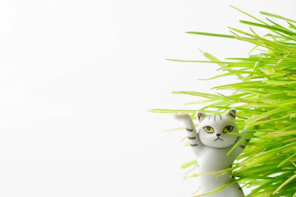 若い発芽したオート麦の緑の茂みの中でかわいいおもちゃの猫 白地だ 猫のための自然植物食品のコンセプト 碑文のための自由な空間 接近中だ — ストック写真