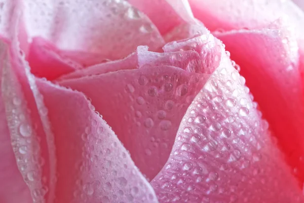 Delicate Pink Flower Covered Drops Moisture Dew Macro Selective Focusing — Zdjęcie stockowe