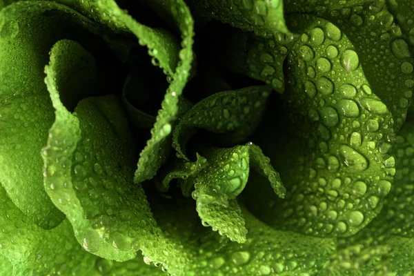 Лепестки Необычного Зеленого Цветка Покрытые Капельками Влаги Росы Абстракция Яркий — стоковое фото