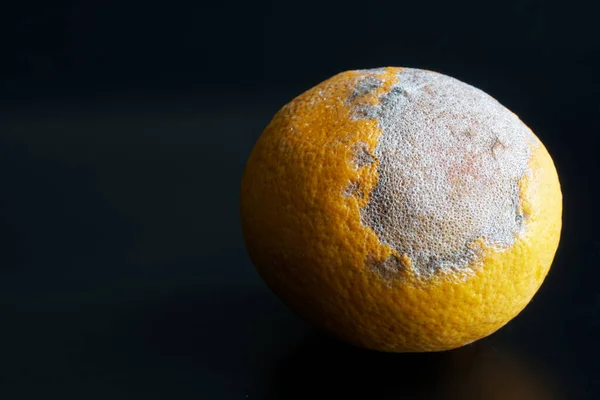 黑色渐变背景上的老橙子干了 食物和水果变质的概念 后续行动 — 图库照片