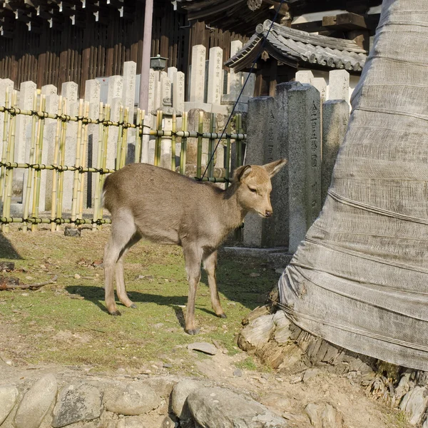 Female Sika Deer — Stock Photo, Image