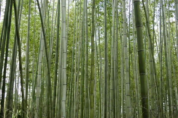 Bambuswald von der Seite gesehen — Stockfoto