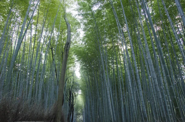 Bambuswald von der Seite gesehen — Stockfoto