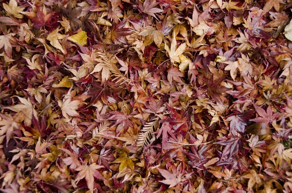 Contexte des feuilles d'érable japonaises en automne — Photo