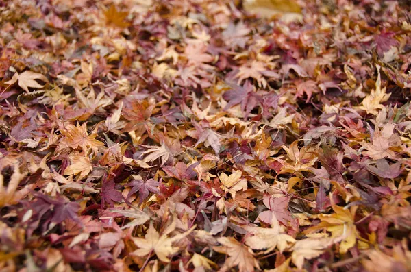 Fondo de hojas de arce japonés en otoño —  Fotos de Stock