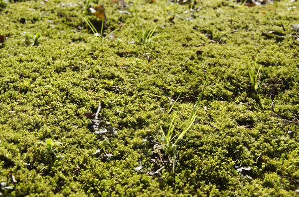 Naturlig grön mossa bakgrund — Stockfoto
