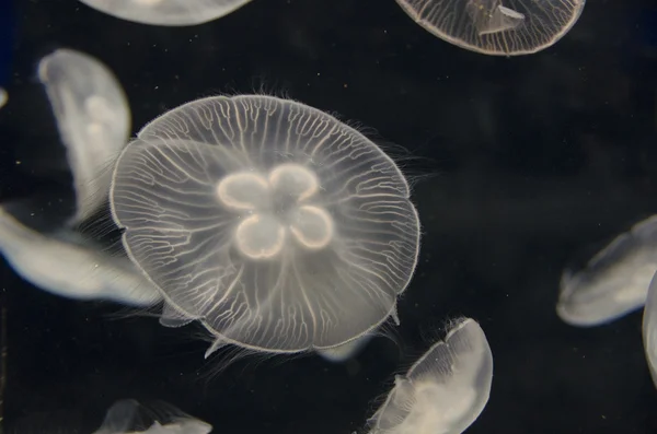 Medúzy, aurelia aurita, plavání — Stock fotografie