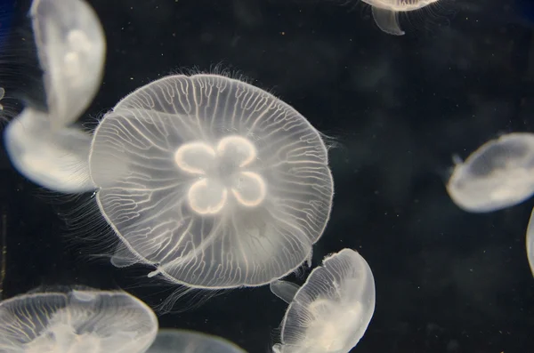 Medúzy, aurelia aurita, plavání — Stock fotografie