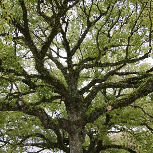 Crown of the tree seen from below — Stock Photo, Image