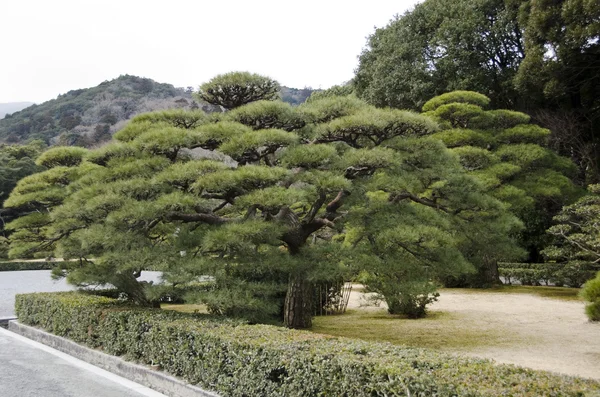 剪定松の木 — ストック写真