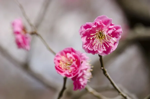 Plommon blommor — Stockfoto