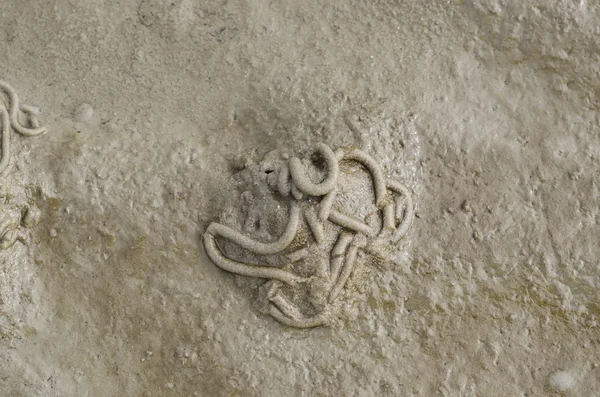 Verme-lustroso ou verme-da-areia, Arenicola marina — Fotografia de Stock