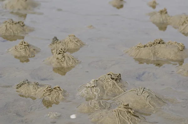 Verme-lustroso ou verme-da-areia, Arenicola marina — Fotografia de Stock
