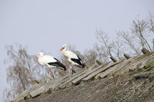 Bocian biały na gniazdo (Ciconia ciconia) — Zdjęcie stockowe