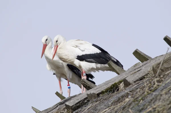 Weißstörche auf einem Dach (ciconia ciconia)) — Stockfoto