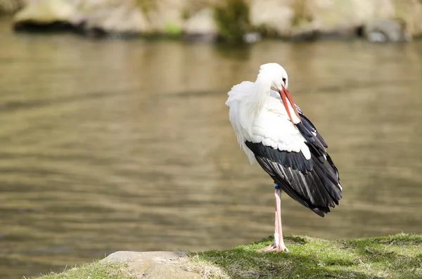 Vit stork på en sjö (Ciconia ciconia) — Stockfoto