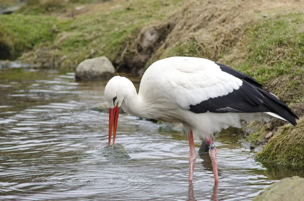 Bocian biały (Ciconia ciconia nad jeziorem) — Zdjęcie stockowe