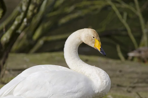 Whooper Swan, Cygnus ygnus — стоковое фото