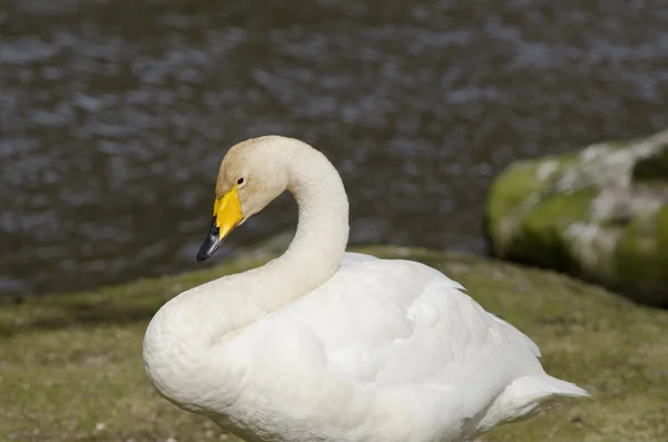 Whooper Swan, Cygnus ygnus — стоковое фото