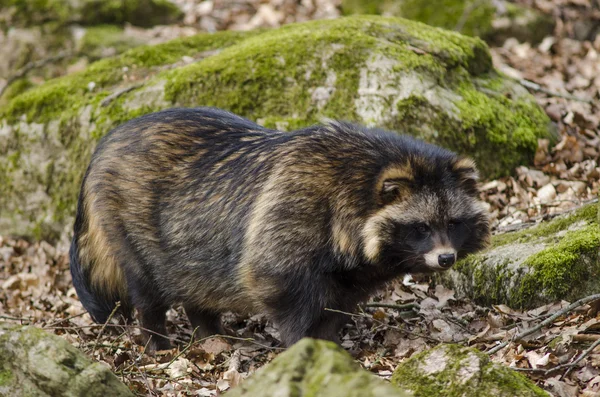 Mosómedve kutya, Nyctereutes procyonoides — Stock Fotó