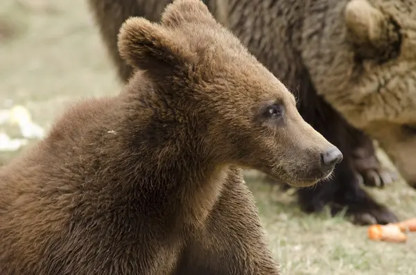 Молодой бурый медведь — стоковое фото