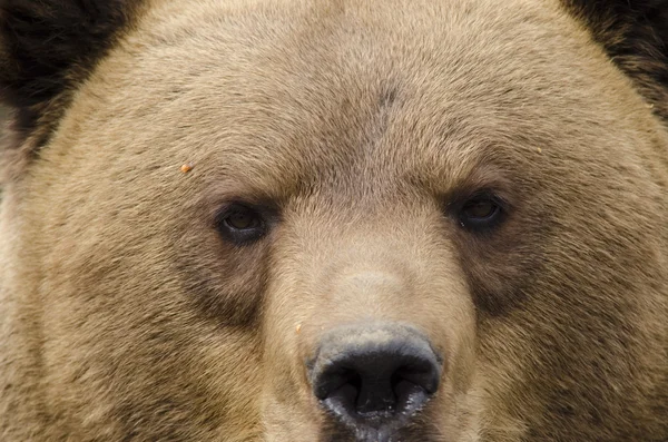 Cara de oso pardo —  Fotos de Stock