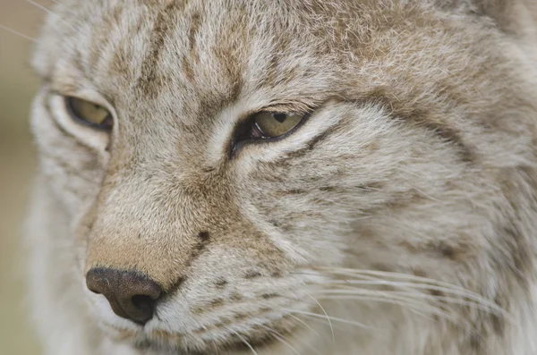 Retrato de un lince euroasiático, lince lince — Foto de Stock