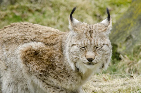 Linho da Eurásia, Lynx lynx — Fotografia de Stock