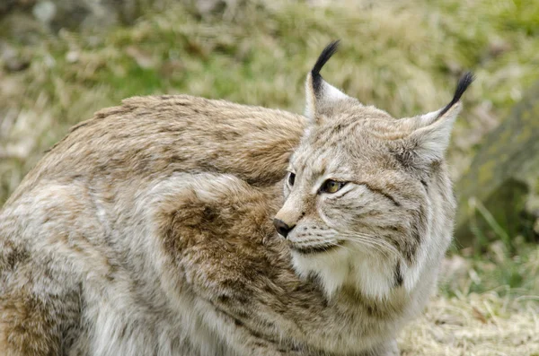 Eurasischer Luchs, Luchs — Stockfoto