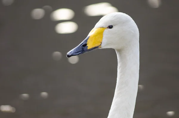 Head of a Whooper Swan — Stock Photo, Image