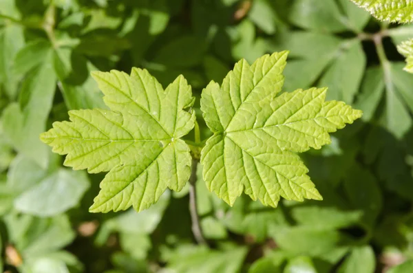 Bergahorn, Acer pseudoplatanus — Stockfoto