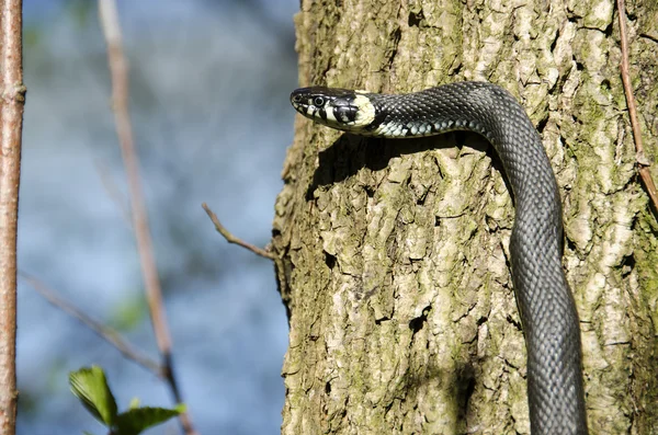 Serpente de erva, Natrix natrix — Fotografia de Stock