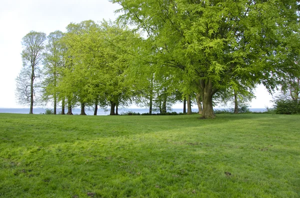 Park im Frühling — Stockfoto