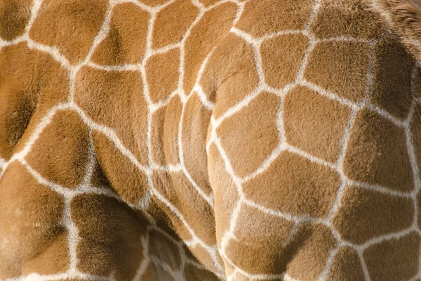 Hintergrund Muster der Giraffenhaut — Stockfoto