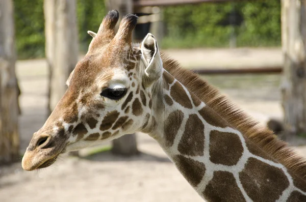 Head of a young giraffe — Stock Photo, Image